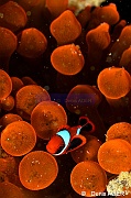 Amphiprion percula Entacmaea-quadricolor juv Wakatobi Pasar wajo Beach-13m-20180602-Denis-ADER-DSC_3232_tn